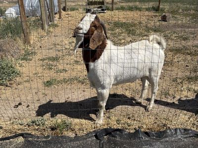 Bore buck and female goat