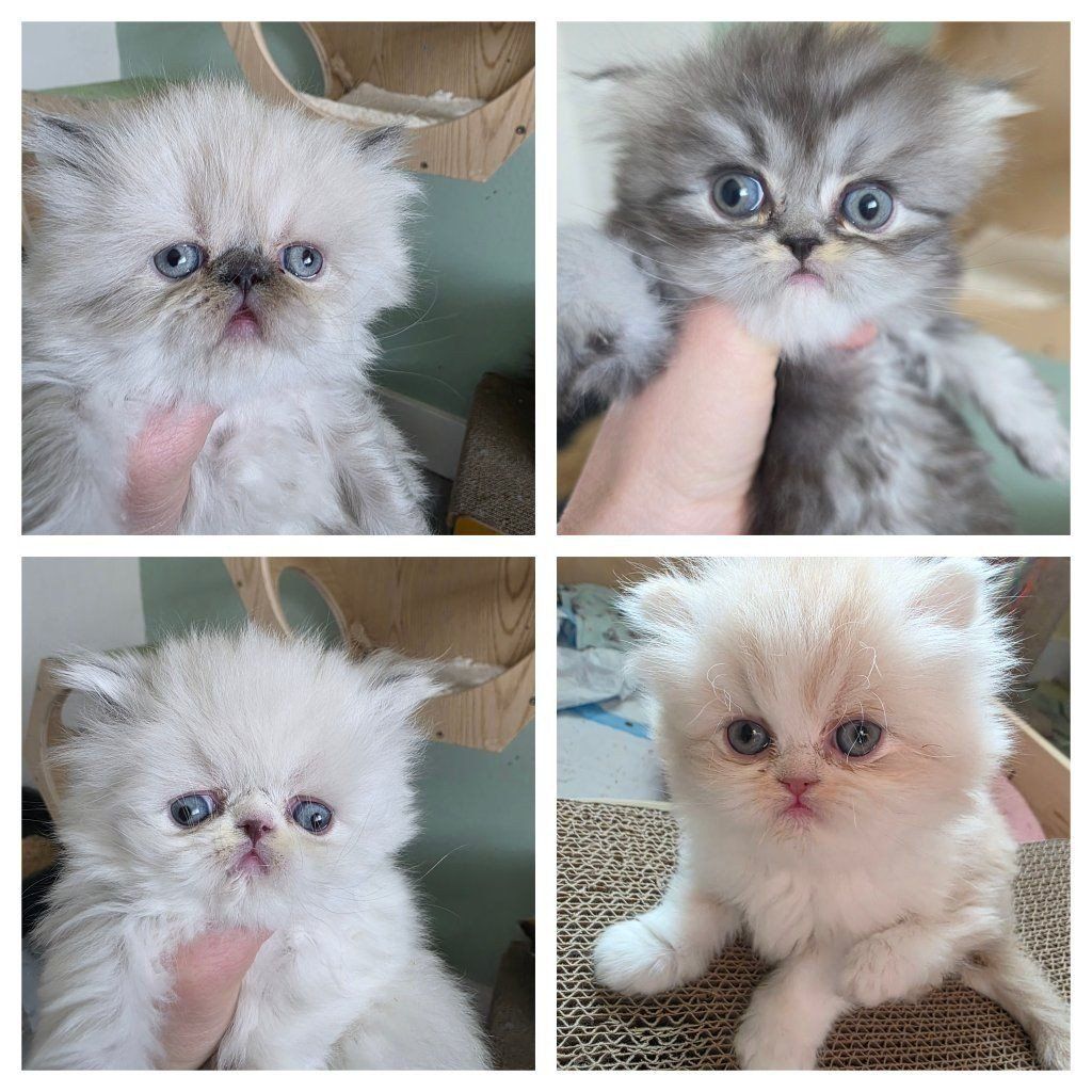 Purebred Persian kittens! (all girls) 5 weeks old