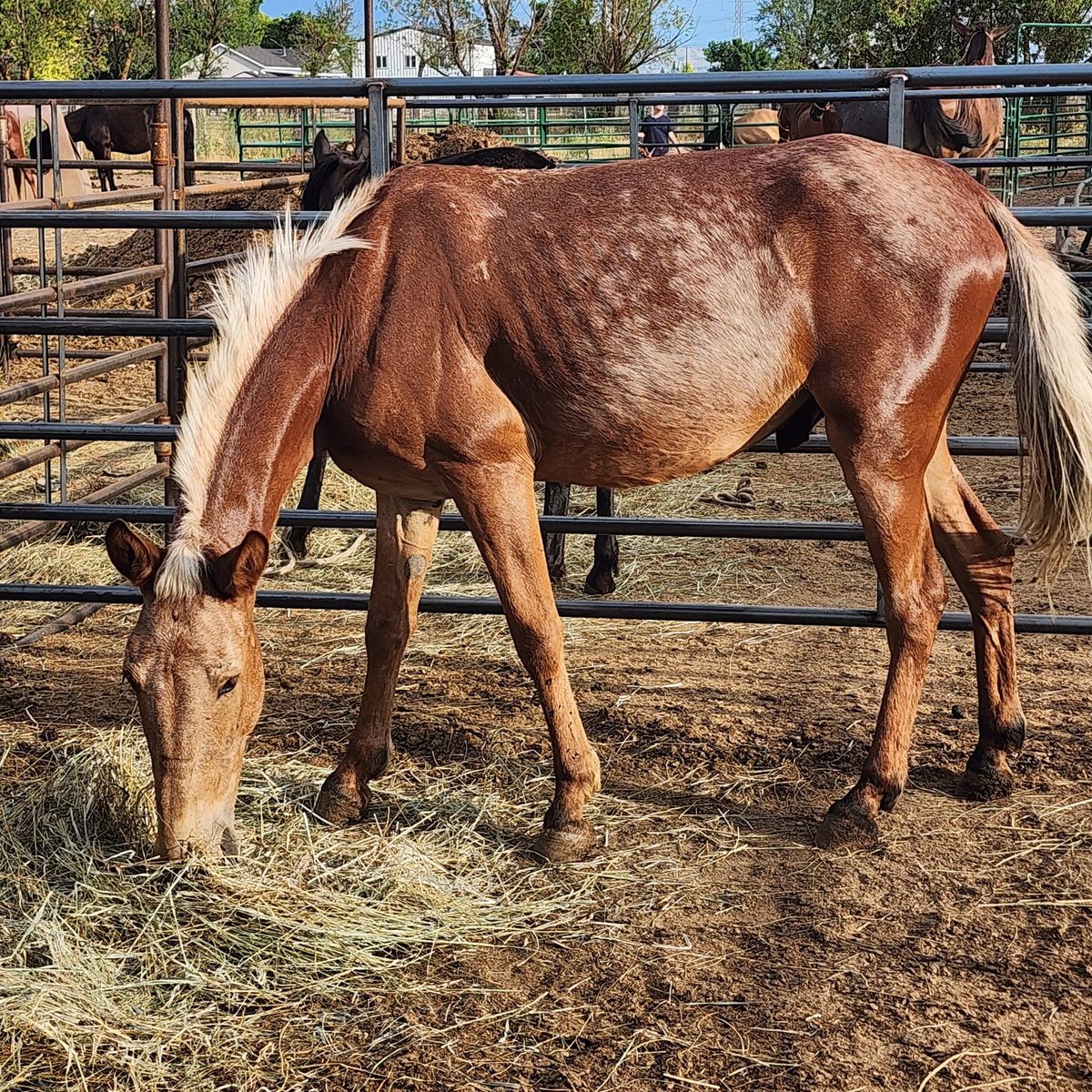 palomino gaited mule for sale