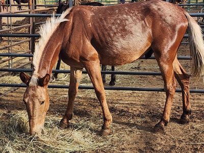 palomino gaited mule for sale