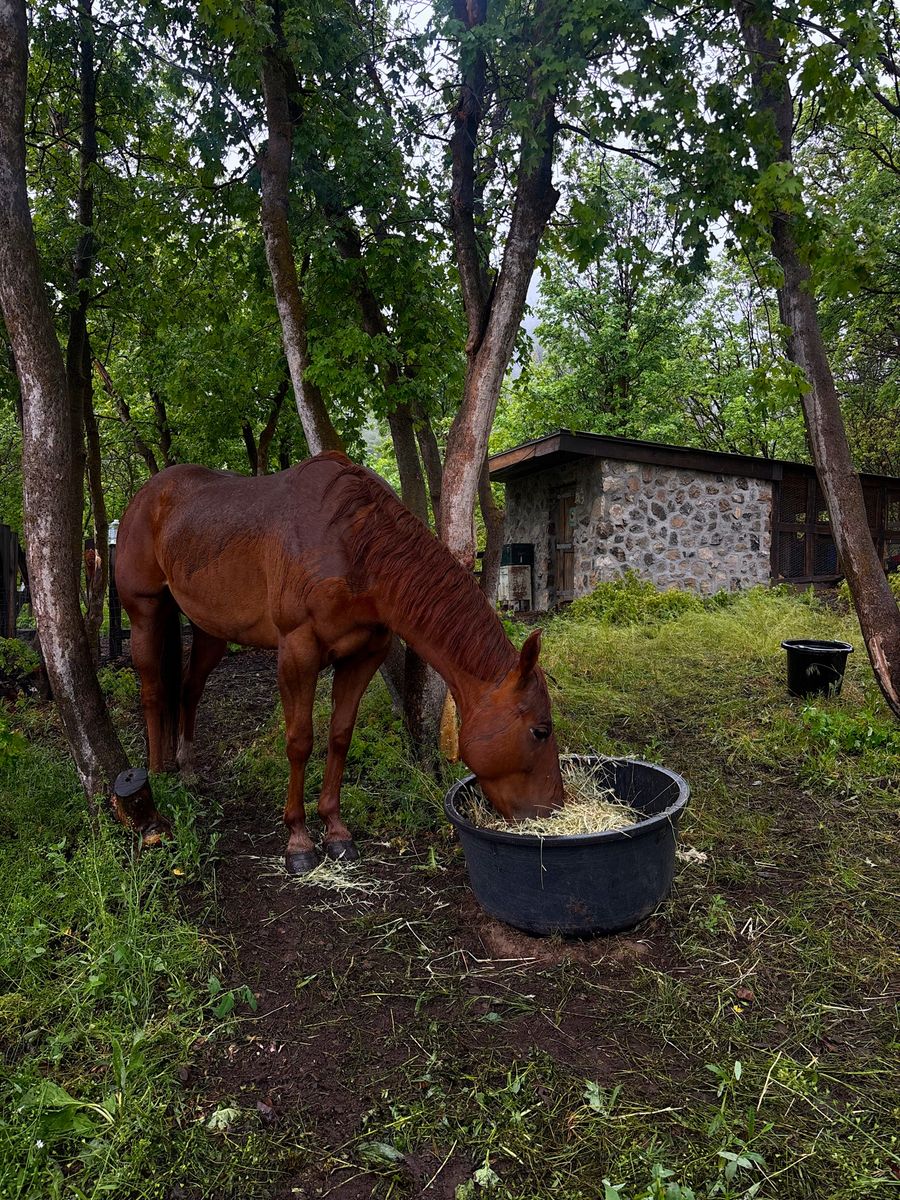 7 year old mare