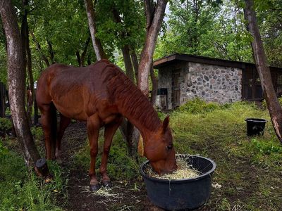 7 year old mare