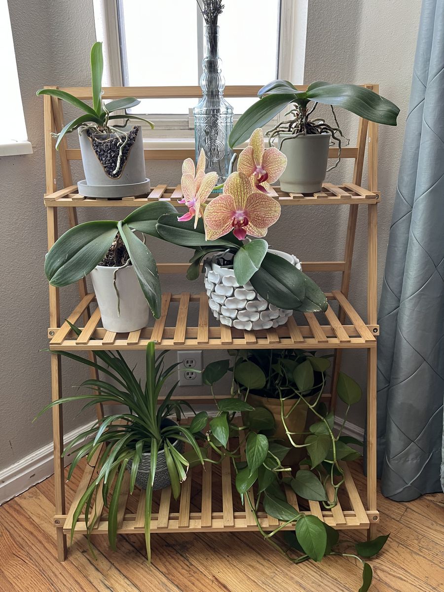 3 Tier Bamboo Plant stand or shelf