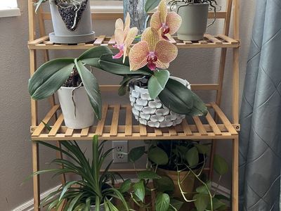3 Tier Bamboo Plant stand or shelf