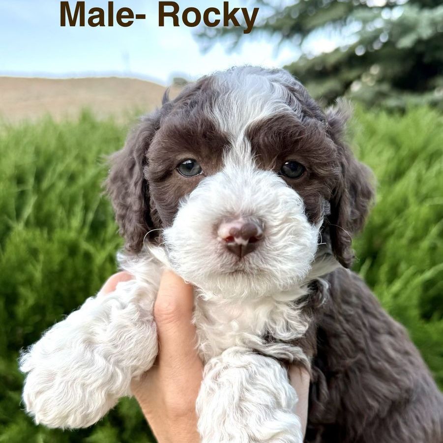Mini Aussiedoodle, Aussie Doodle Puppies BLUE EYES