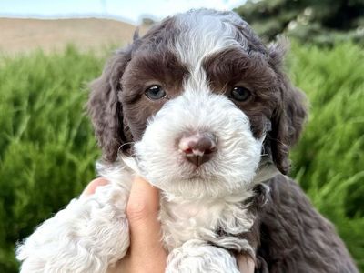 Mini Aussiedoodle, Aussie Doodle Puppies BLUE EYES