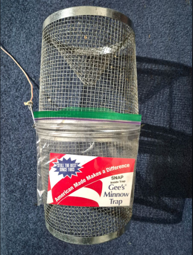 Monnow trap - one year old