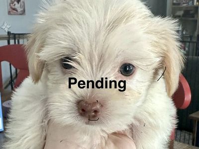 Shih Tzu Bichon frisée, beagle mix