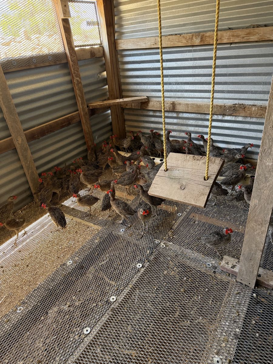 Pheasants
