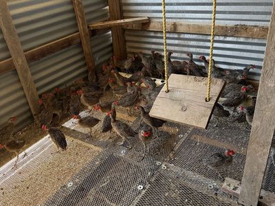 Pheasants