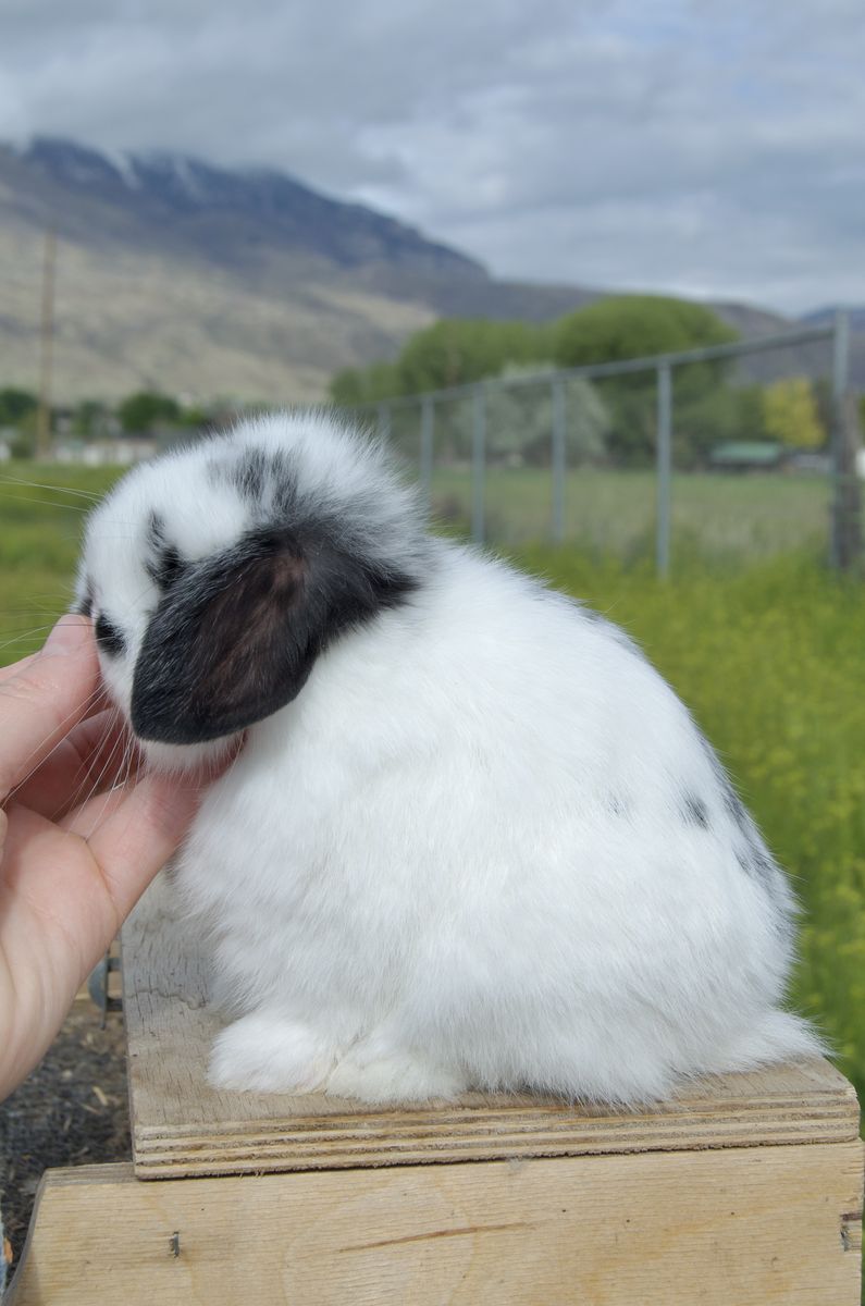 Female Baby Holland Lop