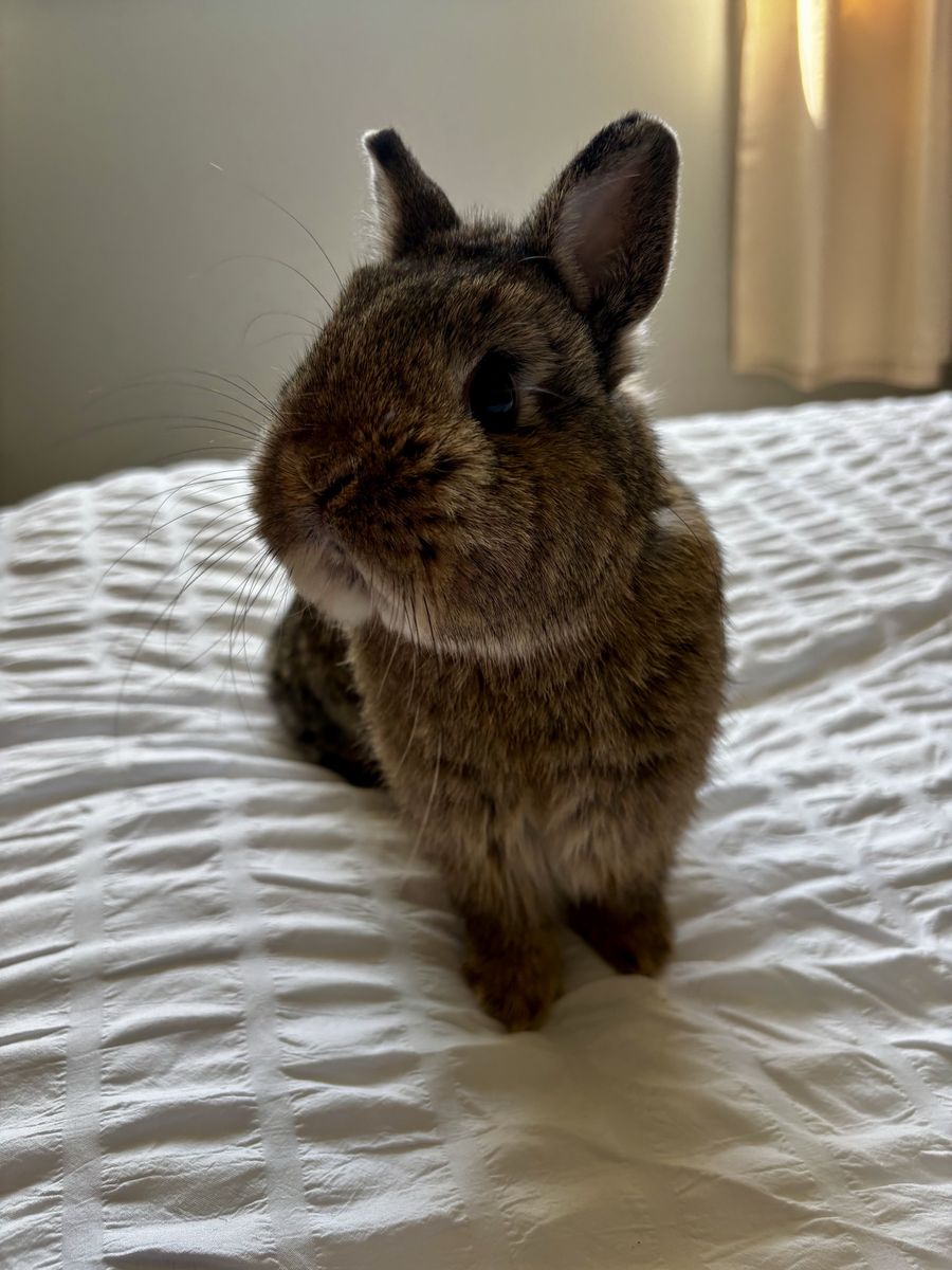 Small Brown Netherland Dwarf Bunny Rabbit Pet