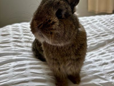 Small Brown Netherland Dwarf Bunny Rabbit Pet