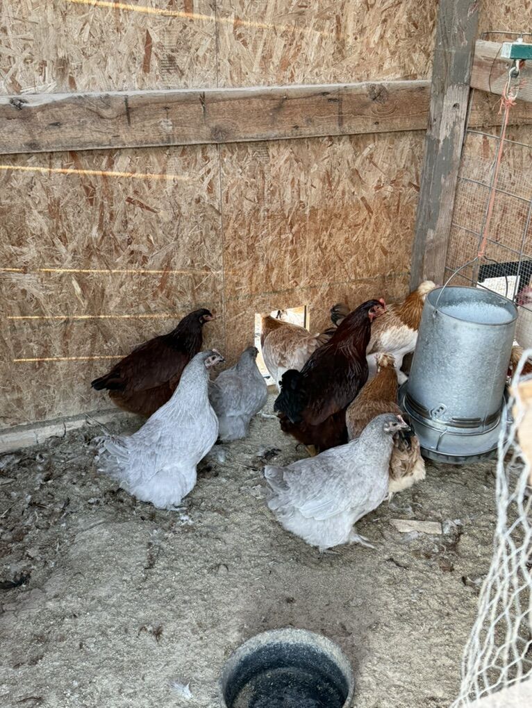 Lavender Orrpington Pullets - Ready To Lay