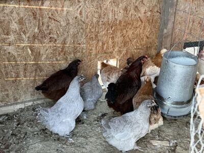 Lavender Orrpington Pullets - Ready To Lay