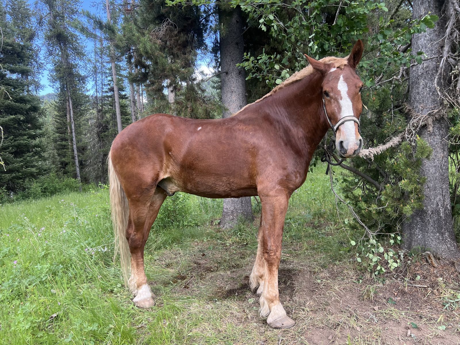 10-Year-Old Belgian Draft Horse Team - Duke & Dahl - 17/17.2 Hands, Amish Broke, Versatile