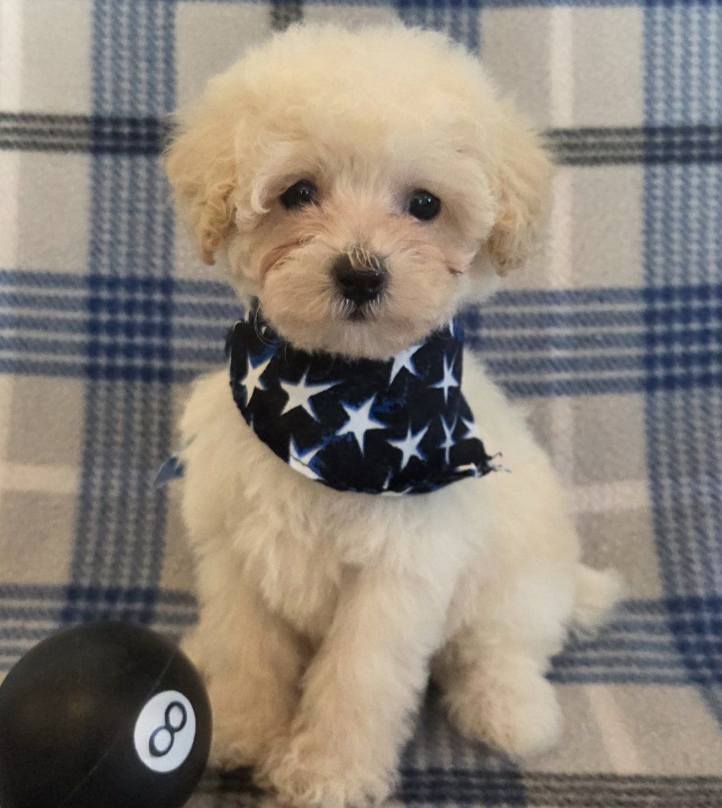 TINY TOY POODLE PUPPIES.         So curly & cute!