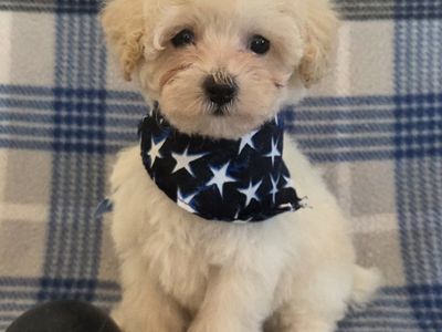TINY TOY POODLE PUPPIES. So curly & cute!