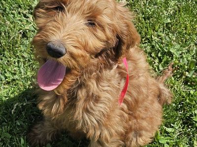 F1BB hypoallergenic Bernedoodle and Goldendoodle puppies ready now!