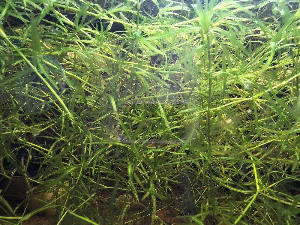 Guppy Grass