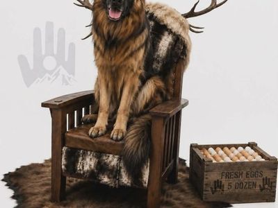 German Shepherd Gaston