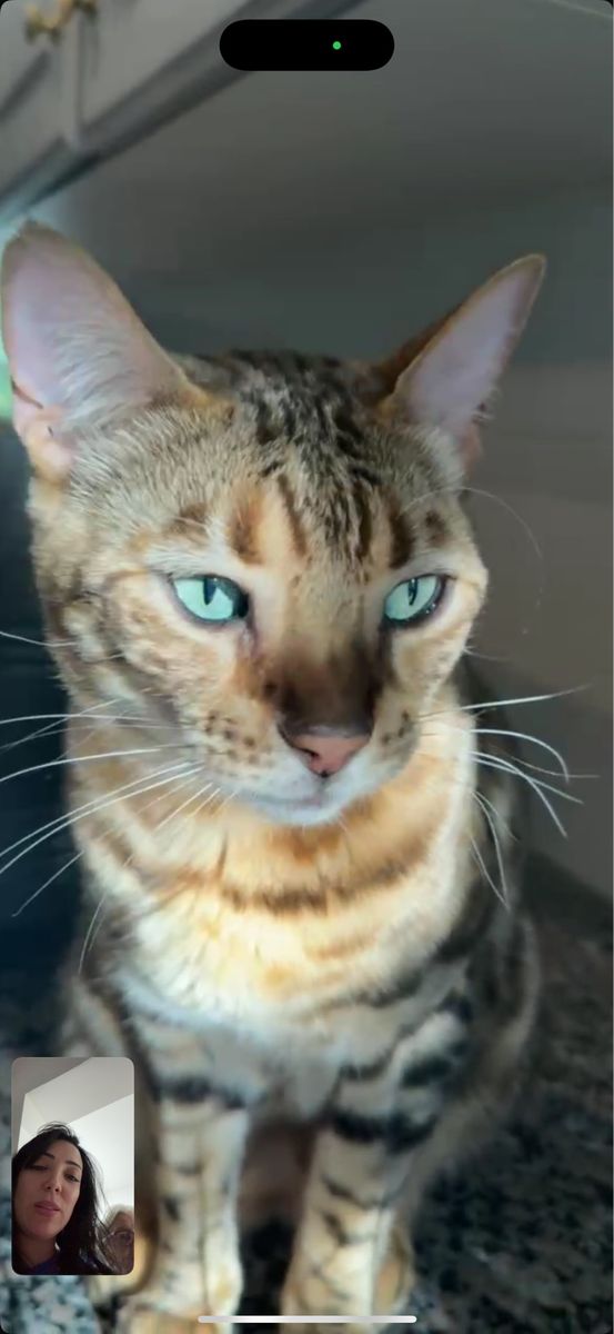 Bengal Female Cat
