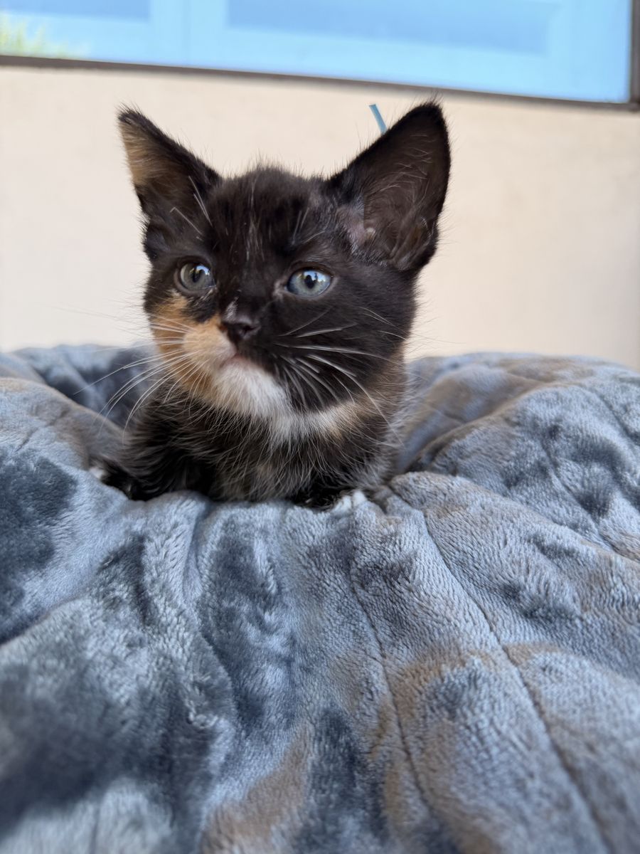 Manx kittens