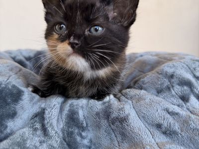 Manx kittens