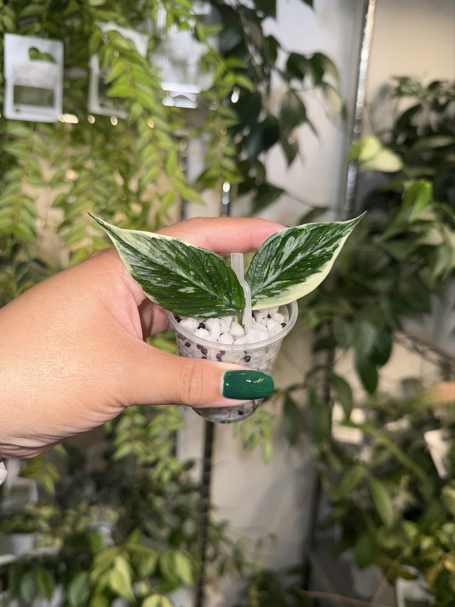 Hoya polyneura ‘Jasminka’ - Plant