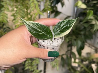 Hoya polyneura ‘Jasminka’ - Plant