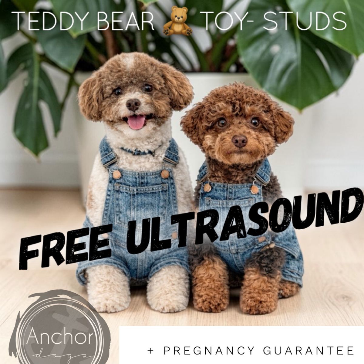 AKC Toy Poodle Studs-Teddy BEARS- Health Tested