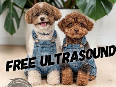 AKC Toy Poodle Studs-Teddy BEARS- Health Tested