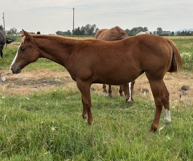 2026 Sorrel AQHA Registered Filly "Nutmeg"