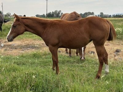 2026 Sorrel AQHA Registered Filly "Nutmeg"