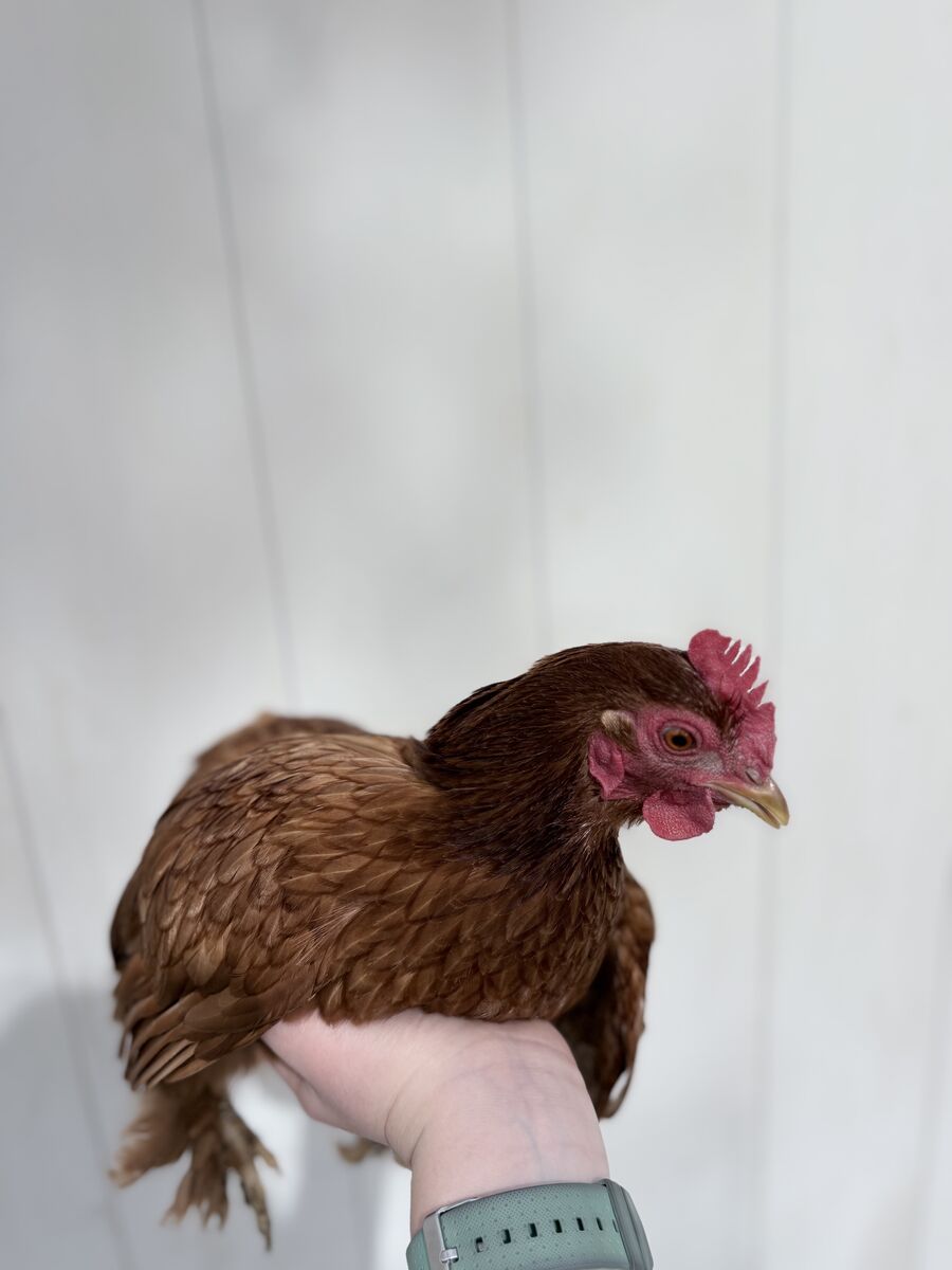 Laying Cochin Hen For Sale