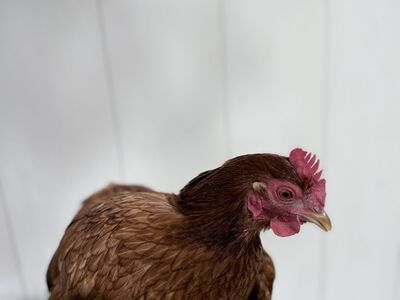 Laying Cochin Hen For Sale