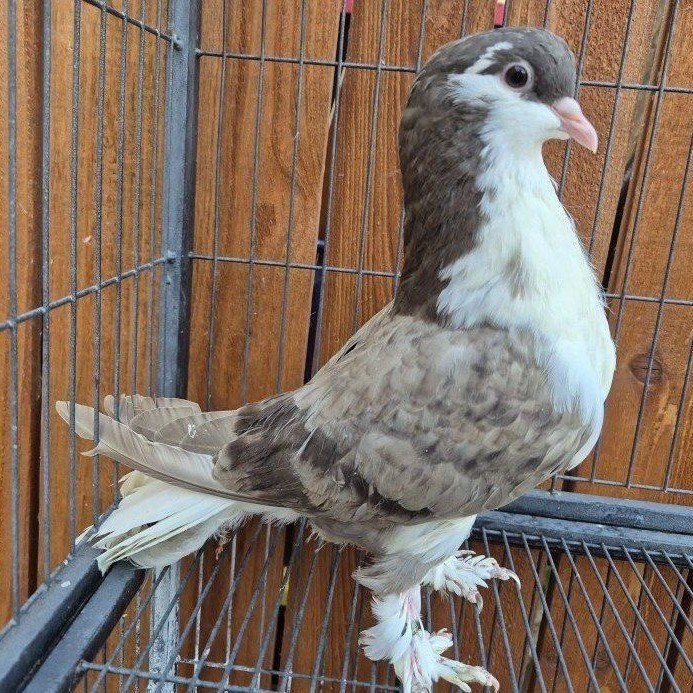 Brown Bar Squeaker Lahore Pigeon