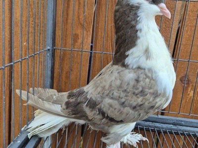 Brown Bar Squeaker Lahore Pigeon