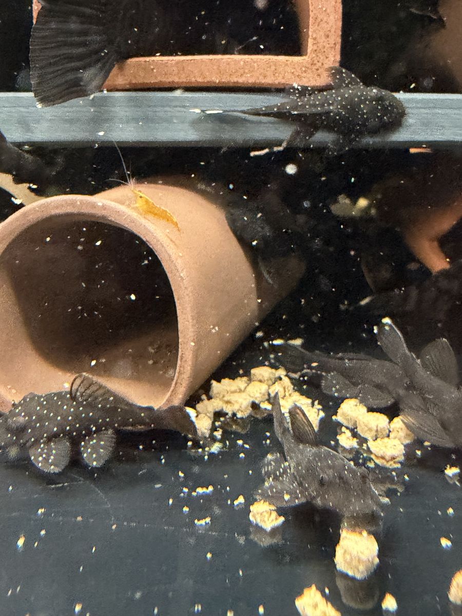 L181 peppermint bristlenose
