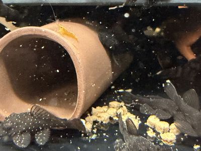 L181 peppermint bristlenose