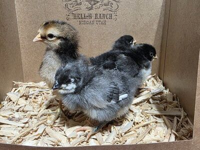Rainbow Easter Egger Chicks