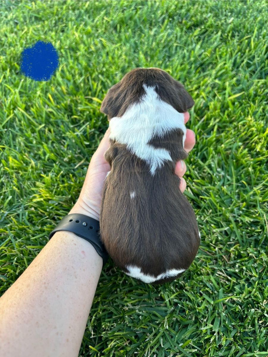 AKC English Springer Spaniel Puppies