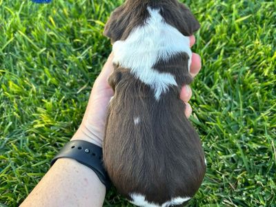 AKC English Springer Spaniel Puppies