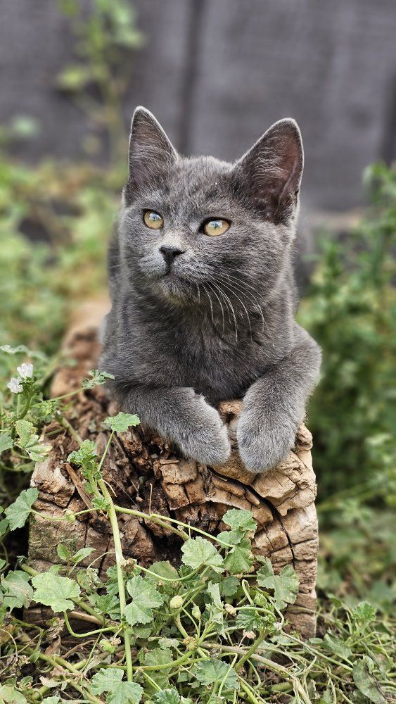 Meet Misty — Sweet Little Girl Looking for Her Forever Home