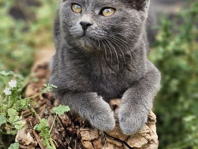 Meet Misty — Sweet Little Girl Looking for Her Forever Home