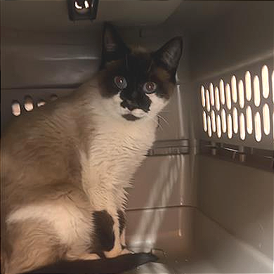 Hello my name is Tofu