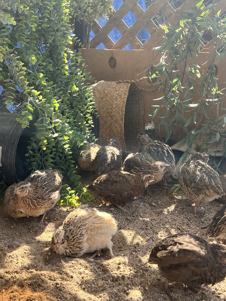 Male Japanese Coturnix Quail for Meat, Pets & Breeding