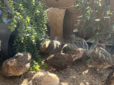 Male Japanese Coturnix Quail for Meat, Pets & Breeding