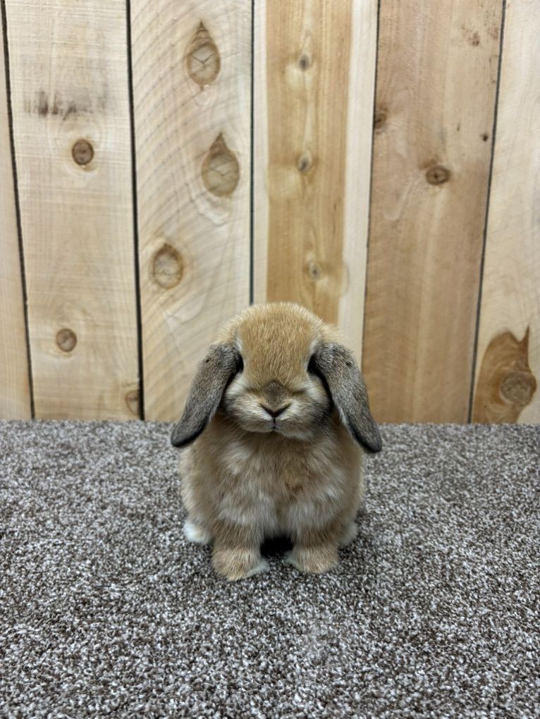 Holland Lops
