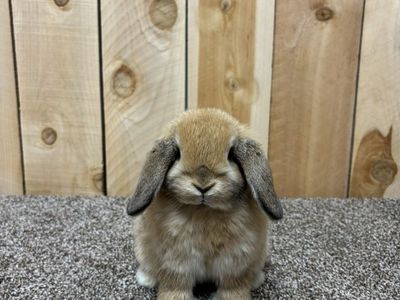 Holland Lops